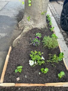 Flowers planted around tree, to green the grid