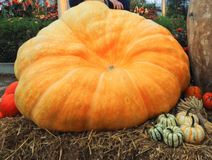 Large and unusually shaped pumpkin