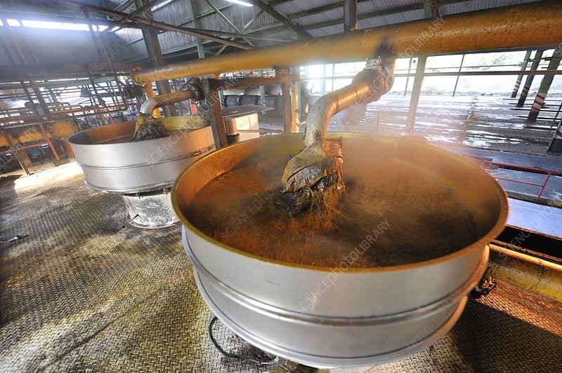 Crude palm oil in factory 