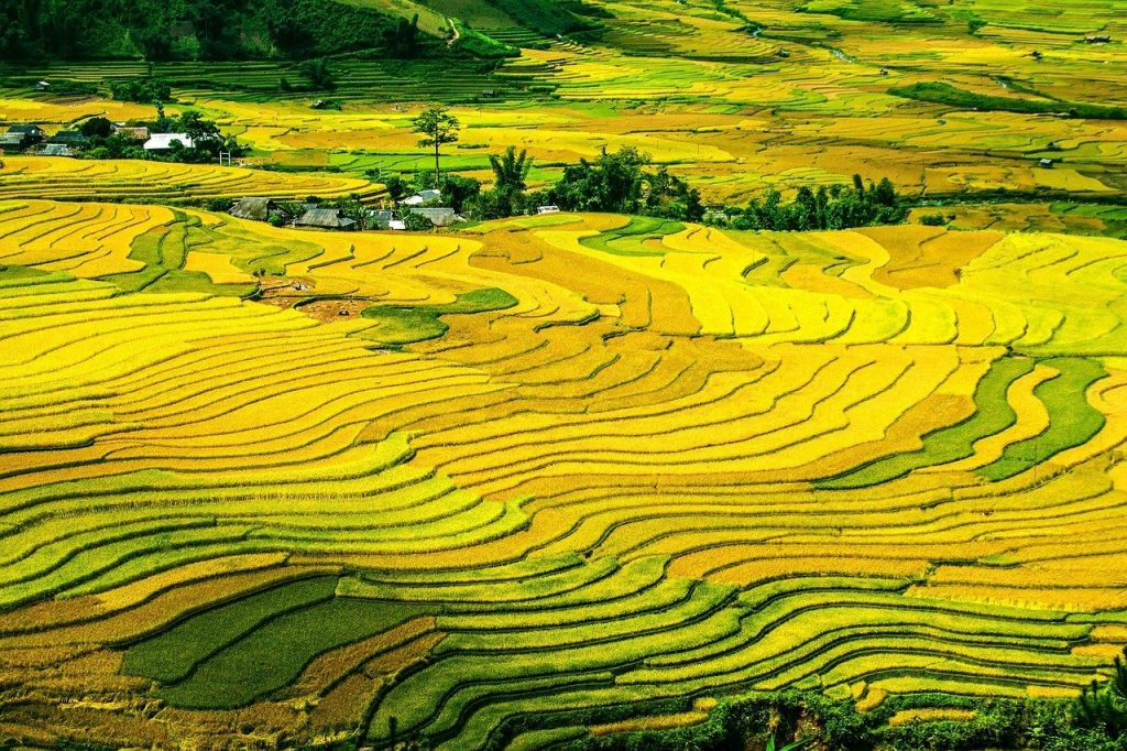 Rice Terraces Fields Paddy - Free photo on Pixabay